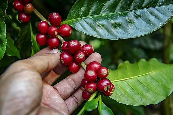 포토 JPG 해외이미지 손 계절 열매 산업 커피 음료 잎 과일 태국 자연 콩 건강 사람없음 빨간색 초록색 농작물 뷰티 농장 바구니 수확 성장 뜨거움 체리 닫기 농부 굽기 수집 유기농 날것 유지 밭일 생태학 숙성 아라비카 카페인 해외포토 식물 직업 웰빙 교육 아시아 컬러 농업 모션 곡류 신체부위 구이 생태계 파일형식 이미지허브
