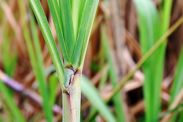 포토 JPG 해외이미지 식물 음료 선 음식 줄기 백그라운드 잎 밭 농업 과일 자연 지팡이 건강 사람없음 야외 목재 초록색 파란색 농장 농경지 갈색 노란색 정원 검은색 주스 성장 흰색 신선 달콤 땅 설탕 유기농 질감 날것 내추럴 사탕수수 해외포토 나무 웰빙 산업 컬러 재료 맛 생태계 파일형식 이미지허브