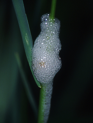 포토 JPG 해외이미지 곤충 사람없음 초록색 빛 반사 거품 보호 해외포토 동물 컬러 컨셉 파일형식 이미지허브