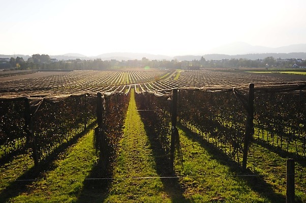 포토 JPG 해외이미지 나무 식물 농업 과일 날씨 서기 사람없음 경제 농장 손상 다양 보호 농부 위험 과수원 예방 지구온난화 기후변화 해외포토 직업 산업 다수 컨셉 모션 변화 파일형식 이미지허브