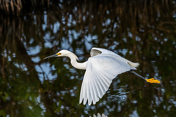 포토 JPG 해외이미지 동물 북아메리카 조류 사람없음 미국 플로리다 해외포토 아메리카 파일형식 이미지허브