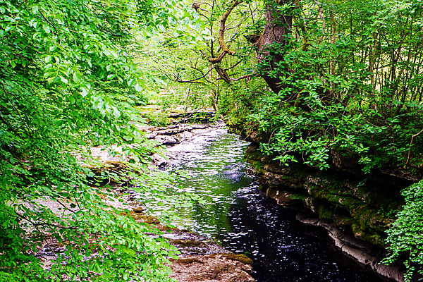 포토 JPG 해외이미지 나무 자연 풍경 경사 사람없음 야외 물 여름 강 뷰티 환경 골짜기 개울 내추럴 해외포토 자연요소 식물 계절 생태계 파일형식 이미지허브