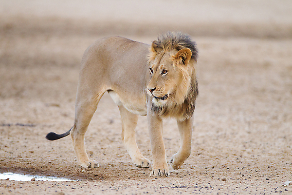 포토 JPG 해외이미지 동물 응시 남자 야생동물 여행 포유류 아프리카 자연 털 성인 사람없음 야외 옆모습 고양이 힘 사막 입 황무지 위험 사자 큼 왕 사파리 사냥 육식동물 갈기 사냥꾼 사자자리 남쪽 내추럴 남아프리카 마사이족 웅장함 전국 칼라하리 힘찬 해외포토 직업 시선 나라 뷰포인트 컨셉 사람 신체부위 반려동물 별자리 크기 방향 생태계 파일형식 이미지허브