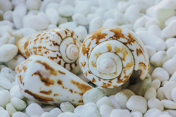 포토 JPG 해외이미지 모양 디자인 바다 백그라운드 자연 조개 나선형 3 사람없음 장식 가로 뷰티 껍질 흰색 그룹 묘사 오브젝트 질감 인도네시아 기념품 내추럴 이국적 해외포토 아시아 컬러 무늬 어패류 생태계 파일형식 이미지허브