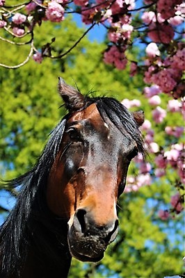 포토 JPG 해외이미지 동물 포유류 자연 사람없음 야외 반려동물 뷰티 갈색 머리 검은색 가축 시골 승차 귀 해외포토 컬러 모션 신체부위 생태계 파일형식 이미지허브