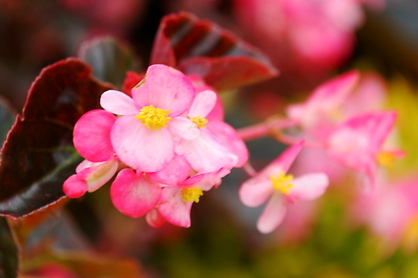 포토 JPG 해외이미지 식물 꽃잎 꽃 분홍색 백그라운드 잎 꽃무늬 전구 침구 자연 휴가 프레임 발렌타인데이 매달리기 사랑 사람없음 장식 빨간색 초록색 컬러풀 뷰티 노란색 바구니 정원 봄 활발 벚꽃 흰색 신선 닫기 냄비 컨테이너 원예 화단 내추럴 왁스 해외포토 계절 감정 산업 컬러 컨셉 무늬 모션 데이이벤트 취미 솥 생태계 파일형식 이미지허브