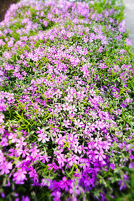 포토 JPG 해외이미지 식물 공원 꽃 분홍색 백그라운드 자연 사람없음 야외 장식 초록색 햇빛 뷰티 정원 보라색 봄 꿈 성장 벚꽃 개화 우아함 작음 취급주의 해외포토 계절 공공시설 컬러 컨셉 경고 태양 크기 생태계 파일형식 이미지허브