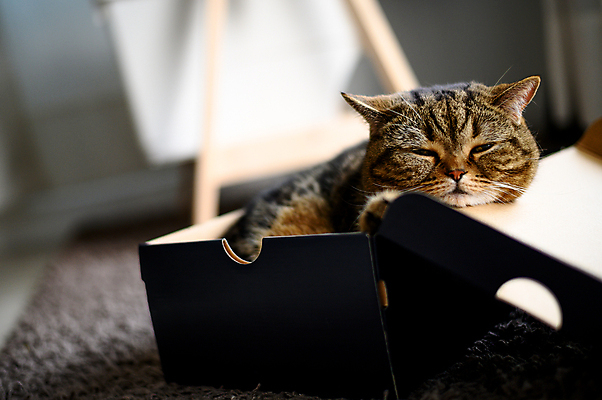 포토 JPG 해외이미지 동물 캐릭터 응시 시선 남자 얼굴 백그라운드 포유류 자연 놀이 아침 주택 털 사람없음 목재 초록색 반려동물 상자 갈색 노란색 머리 고양이 회색 흰색 잠 나무상자 호기심 패키지 얼룩무늬 솜털 생강 숨김 판지 거짓말 해외포토 주간 나무 감정 컬러 컨셉 무늬 채소 재료 사람 건물 신체부위 생태계 파일형식 이미지허브