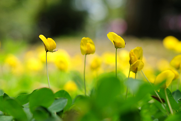 포토 JPG 해외이미지 식물 꽃잎 꽃 음식 백그라운드 잎 밭 농업 채소 자연 풍경 사람없음 야외 초록색 여름 농작물 노란색 정원 견과류 성장 나뭇가지 농촌 신선 개화 땅 그림 땅콩 먼지 시스템 내추럴 땅바닥 세련 해외포토 나무 계절 산업 컬러 바닥 시골 생태계 파일형식 이미지허브