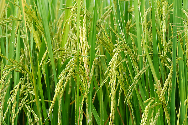 포토 JPG 해외이미지 식물 백그라운드 잎 농업 자연 밥 아침 동양인 풍경 사람없음 야외 초록색 빛 농작물 컬러풀 태양 농장 노란색 흰색 나뭇가지 황금 이슬 낟알 시리얼 내추럴 논밭 밭일 숙성 해외포토 주간 자연요소 나무 산업 음식 컬러 밭 논 인종 생태계 파일형식 이미지허브