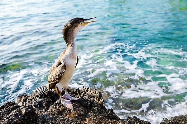 포토 JPG 해외이미지 동물 1 야생동물 바다 백그라운드 자연 조류 낚시 어류 서기 사람없음 자유 닫기 깃털 부리 해외포토 컨셉 모션 레저 수중동물 생태계 파일형식 이미지허브
