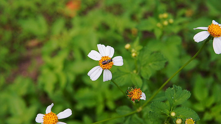 포토 JPG 해외이미지 식물 동물 계절 공원 꽃잎 꽃 곤충 백그라운드 꽃무늬 밭 자연 사람없음 야외 초록색 농장 노란색 정원 맑음 봄 줄무늬 활발 벚꽃 흰색 시골 닫기 벌레 작음 수분 수집 묘사 데이지 꽃가루 꿀 내추럴 생태학 캐모마일 해외포토 공공시설 교육 컬러 컨셉 무늬 농업 모션 날씨 크기 가루 허브 생태계 파일형식 이미지허브