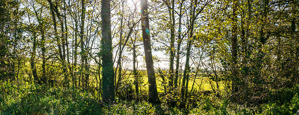 포토 JPG 해외이미지 나무 식물 공원 백그라운드 잎 자연 그림자 풍경 사람없음 야외 목재 초록색 빛 햇빛 태양 환경 일몰 봄 숲 각도 해외포토 자연요소 계절 공공시설 컬러 재료 노을 생태계 파일형식 이미지허브