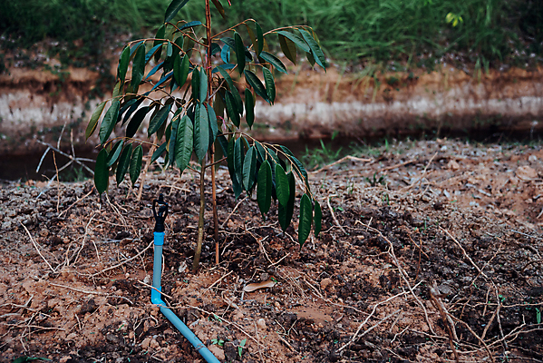 포토 JPG 해외이미지 나무 식물 계절 아시아 음식 잎 농업 과일 태국 자연 건강 씨앗 동양인 풍경 사람없음 초록색 여름 농장 노란색 환경 정원 주스 수확 성장 시골 신선 못 달콤 왕 유기농 원예 날것 내추럴 모종 묘목 이국적 인기 해외포토 웰빙 나라 산업 음료 컬러 인종 취미 공구 맛 생태계 파일형식 이미지허브