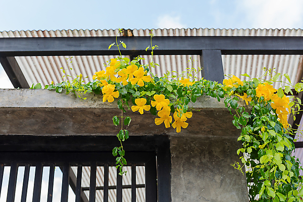 포토 JPG 해외이미지 식물 공원 꽃 백그라운드 잎 꽃무늬 밭 자연 주택 풍경 사람없음 야외 초록색 여름 울타리 컬러풀 태양 뷰티 노란색 문 금속 정원 검은색 고양이 봄 활발 성장 벚꽃 흰색 시골 신선 덩굴 시멘트 포도나무 아이비 내추럴 집게발 해외포토 자연요소 계절 공공시설 컬러 컨셉 무늬 농업 포유류 재질 건물 담장 반려동물 과일나무 생태계 파일형식 이미지허브