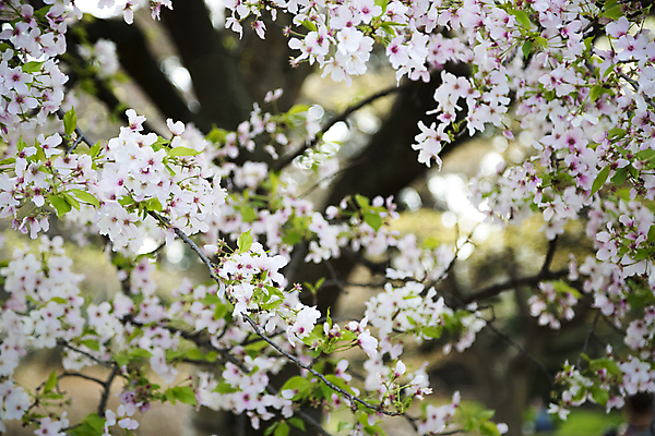 포토 JPG 해외이미지 주간 나무 사람없음 야외 봄 벚꽃 나뭇가지 해외포토 자연요소 식물 계절 꽃 파일형식 이미지허브