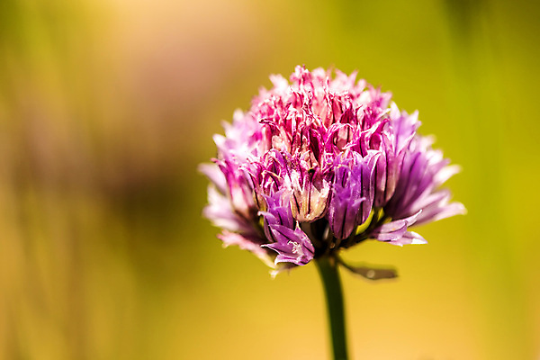 포토 JPG 해외이미지 식물 계절 꽃 음식 분홍색 백그라운드 채소 재료 자연 건강 사람없음 야외 초록색 여름 뷰티 노란색 머리 정원 보라색 봄 샐러드 벚꽃 신선 닫기 허브 제비꽃 향신료 묘사 유기농 내추럴 넘어짐 해외포토 웰빙 컬러 모션 신체부위 생태계 향미료 파일형식 이미지허브