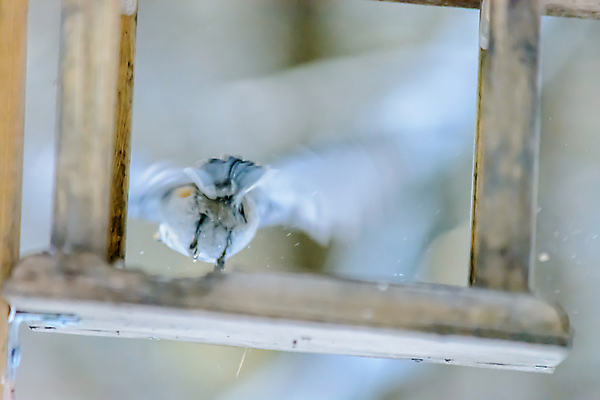 포토 JPG 해외이미지 동물 계절 공원 야생동물 음식 백그라운드 겨울 날개 자연 조류 날씨 씨앗 사람없음 야외 뷰티 환경 정원 냉동 추위 숲 작음 먹이 낟알 깃털 생물학 꼬리 서리 부리 내추럴 동물상 수수 수유 눈내림 해외포토 식물 공공시설 교육 눈_날씨 조형물 크기 생태계 파일형식 이미지허브