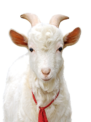 포토 JPG 해외이미지 동물 1 응시 얼굴 농업 포유류 염소 수염 털 뿔 사람없음 야외 농장 머리 가축 흰색 시골 표현 호기심 코 노려봄 특별함 해외포토 시선 감정 산업 컬러 컨셉 표정 신체부위 파일형식 이미지허브