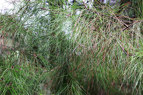 포토 JPG 해외이미지 나무 백그라운드 자연 산 풍경 사람없음 초록색 숲 침엽수 내추럴 해외포토 식물 컬러 생태계 파일형식 이미지허브