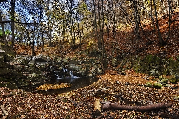포토 JPG 해외이미지 나무 공원 여행 백그라운드 단풍 잎 자연 아침 추상 이끼 사람없음 야외 초록색 갈색 하이킹 가을 나뭇가지 숲 내추럴 삼림지대 해외포토 주간 식물 계절 공공시설 컬러 무늬 레저 생태계 파일형식 이미지허브