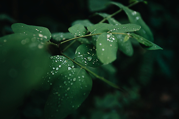 포토 JPG 해외이미지 백그라운드 잎 자연 사람없음 초록색 어둠 물방울 소프트포커스 해외포토 식물 컬러 촬영기법 생태계 파일형식 이미지허브