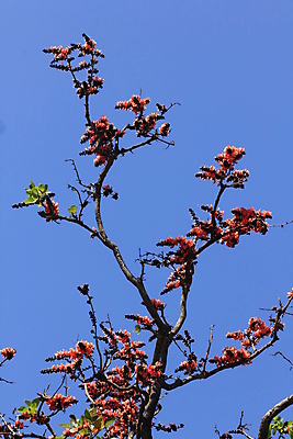 포토 JPG 해외이미지 모양 나무 식물 꽃잎 꽃 백그라운드 낙엽 잎 곡선 오렌지 태국 자연 하늘 불꽃 건조 종류 3 사람없음 야외 빨간색 파란색 환경 정원 나뭇가지 숲 인도인 앵무새 해외포토 외국인 아시아 선 컬러 과일 조류 불 동양인 생태계 파일형식 이미지허브
