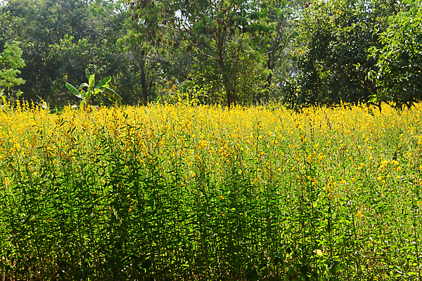 포토 JPG 해외이미지 식물 디자인 꽃 백그라운드 밭 농업 일러스트 태국 자연 추상 풍경 사람없음 야외 초록색 여름 빛 햇빛 농장 노란색 환경 정원 맑음 봄 벚꽃 시골 신선 삼 소프트포커스 유기농 보케 부드러움 문제 내추럴 꼬투리 밭일 많음 해외포토 웰빙 계절 산업 아시아 컬러 컨셉 무늬 채소 날씨 촬영기법 태양 감각 생태계 파일형식 이미지허브