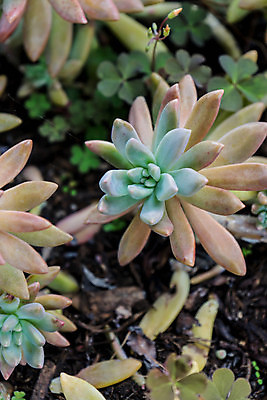 포토 JPG 해외이미지 식물 백그라운드 잎 자연 사람없음 초록색 성장 신선 가시 닫기 스파이크 열대기후 해외포토 컬러 모션 생태계 파일형식 이미지허브