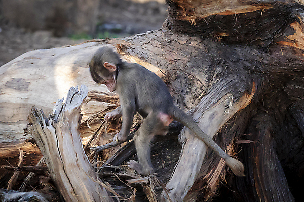 포토 JPG 해외이미지 나무 동물 무기 야생동물 장난 포유류 자연 놀이 휴식 털 사람없음 야외 햇빛 갈색 머리 걷기 산책 원숭이 아기 치아 모피 꼬리 침팬지 해외포토 식물 컬러 컨셉 모션 사람 신체부위 태양 소화기관 생태계 파일형식 이미지허브