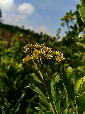 포토 JPG 해외이미지 식물 꽃 음식 백그라운드 잎 채소 재료 자연 건강 사람없음 초록색 약 정원 봄 성장 흰색 신선 습지 약초 질병 인도인 허브 유기농 성분 테라피 내추럴 돌봄 추출 해외포토 외국인 웰빙 계절 컬러 의학 모션 동양인 뷰티 풀_식물 생태계 파일형식 이미지허브