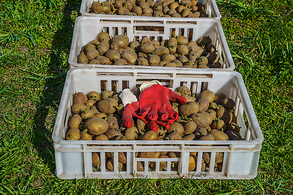 포토 JPG 해외이미지 식물 음식 장갑 밭 농업 채소 자연 감자 씨앗 사람없음 야외 초록색 농작물 상자 농장 갈색 새싹 환경 정원 흙 봄 성장 흰색 시골 플라스틱 땅 준비 유기농 원예 날것 내추럴 방법 생태학 세련 해외포토 웰빙 잡화 계절 교육 산업 컬러 재질 취미 생태계 파일형식 이미지허브