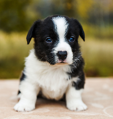 포토 JPG 해외이미지 서기 사람없음 반려동물 귀여움 개 강아지 해외포토 동물 컨셉 포유류 모션 파일형식 이미지허브