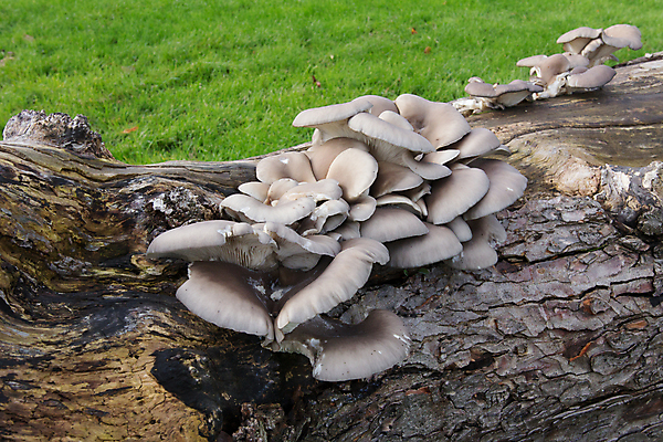 포토 JPG 해외이미지 나무 계절 줄기 자연 사람없음 목재 갈색 버섯 젖음 촉촉함 성장 흰색 죽음 떨어짐 유기농 나무껍질 내추럴 곰팡이 삼림지대 썩음 해외포토 식물 웰빙 컬러 컨셉 재료 껍질 숲 생태계 파일형식 이미지허브