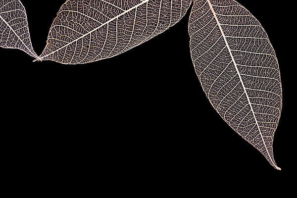 포토 JPG 해외이미지 나무 식물 줄기 백그라운드 잎 오렌지 자연 뼈 건조 골격 사람없음 갈색 가을 나뭇가지 투명 황금 숲 질감 섬유 정맥 내추럴 고립 땅바닥 떠남 해외포토 계절 컬러 과일 모션 바닥 직물 생태계 혈관 파일형식 이미지허브