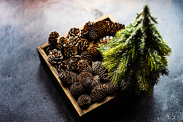 포토 JPG 해외이미지 나무 백그라운드 크리스마스 겨울 휴가 프레임 흑백 종류 사람없음 상자 축제 시골 상록수 원뿔 카피스페이스 해외포토 도형 식물 계절 기념일 촬영기법 공백 파일형식 이미지허브