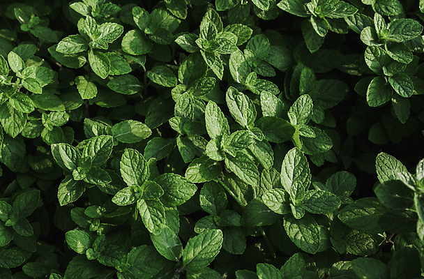 포토 JPG 해외이미지 나무 식물 디자인 백그라운드 잎 패턴 자연 벽지 추상 건강 사람없음 초록색 물 빛 환경 봄 수확 성장 흰색 신선 떨어짐 이슬 유기농 질감 내추럴 해외포토 자연요소 웰빙 계절 컬러 컨셉 무늬 농업 생태계 파일형식 이미지허브