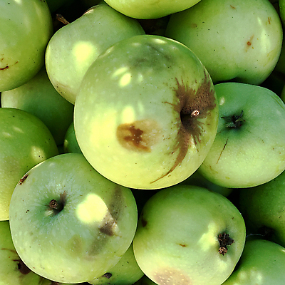 포토 JPG 해외이미지 나무 식물 구름 음식 조각 잎 과일 자연 건강 씨앗 사람없음 야외 빨간색 초록색 여름 농작물 태양 농장 쌓기 바구니 정원 식사 주스 수확 껍질 가을 나뭇가지 신선 달콤 맛 사과 유기농 날것 흙더미 내추럴 밭일 숙성 식용 해외포토 자연요소 웰빙 계절 음료 컬러 컨셉 농업 모션 흙 생태계 파일형식 더미 이미지허브