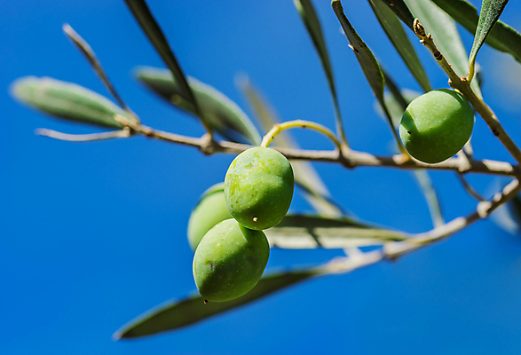 포토 JPG 해외이미지 나무 식물 계절 음식 백그라운드 잎 밭 농업 다이어트 채소 과일 재료 자연 하늘 요리 풍경 사람없음 야외 초록색 여름 파란색 농작물 정원 이탈리아 수확 성장 나뭇가지 농촌 신선 스페인 숲 지중해 먹기 그리스 유기농 올리브 건강식 숙성 채식주의자 해외포토 웰빙 열매 유럽 산업 바다 컬러 모션 건강 시골 생태계 채식 파일형식 이미지허브