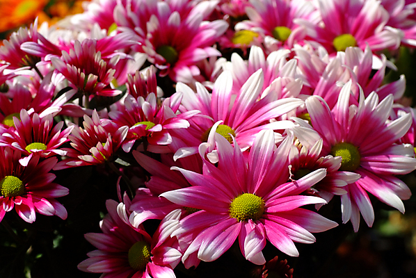 포토 JPG 해외이미지 식물 계절 공원 꽃 분홍색 꽃다발 백그라운드 잎 꽃무늬 패턴 오렌지 자연 국화 사람없음 야외 장식 빨간색 초록색 컬러풀 뷰티 노란색 정원 봄 벚꽃 가을 우아함 선택 냄비 향기 냄새 뿌리 꽃가루 부드러움 강렬 꽃수술 해외포토 공공시설 컬러 컨셉 무늬 과일 감각 솥 가루 생태계 파일형식 이미지허브