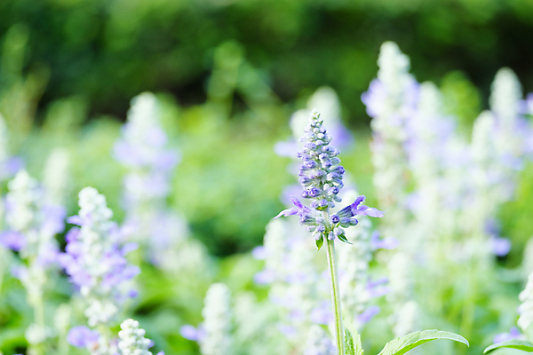 포토 JPG 해외이미지 식물 계절 꽃잎 꽃 꽃다발 백그라운드 꽃무늬 밭 농업 자연 추상 휴식 선물 사람없음 초록색 파란색 농장 머리 정원 보라색 성장 벚꽃 나뭇가지 시골 개화 닫기 약초 소프트포커스 편안함 다발 허브 향수 순수 향기 아로마 아로마테라피 라벤더 라일락 블러 해외포토 나무 산업 컬러 컨셉 무늬 모션 촬영기법 신체부위 화장품 풀_식물 감각 생태계 냄새 테라피 파일형식 이미지허브