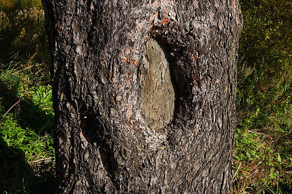 포토 JPG 해외이미지 나무 식물 야생동물 백그라운드 패턴 자연 표면 날씨 추상 사람없음 목재 세로 컬러풀 갈색 환경 봄 성장 나뭇가지 소나무 원형 구멍 거친 보호 질병 숲 큼 타일 묘사 질감 나무껍질 잡동사니 내추럴 그런지 생태학 수목 옛날 노화 해외포토 도형 동물 계절 교육 컬러 컨셉 무늬 재료 의학 껍질 크기 생태계 파일형식 이미지허브