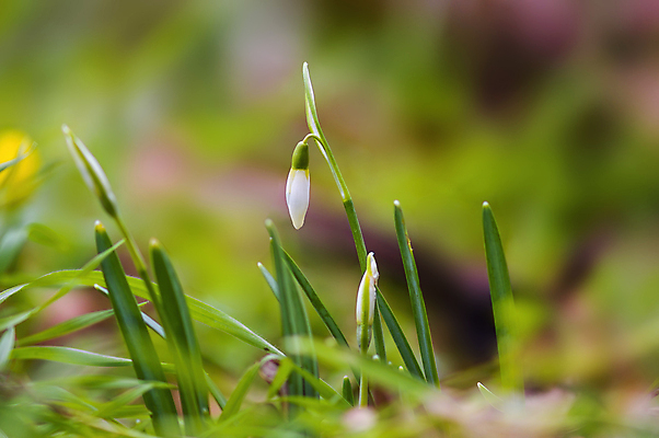 포토 JPG 해외이미지 나무 식물 디자인 계절 공원 꽃잎 꽃 백그라운드 잎 꽃무늬 자연 벽지 사람없음 야외 장식 가로 초록색 뷰티 우주 정원 맑음 봄 성장 벚꽃 나뭇가지 신선 개화 닫기 묘사 원예 보케 고립 카피스페이스 해외포토 공공시설 컬러 무늬 모션 날씨 취미 공백 생태계 파일형식 이미지허브