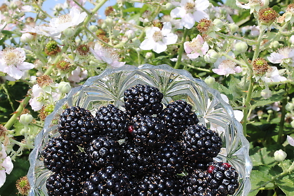 포토 JPG 해외이미지 열매 과일 자연 디저트 사람없음 벚꽃 달콤 블랙베리 내추럴 숙성 채식주의자 해외포토 식물 꽃 음식 맛 생태계 채식 파일형식 이미지허브