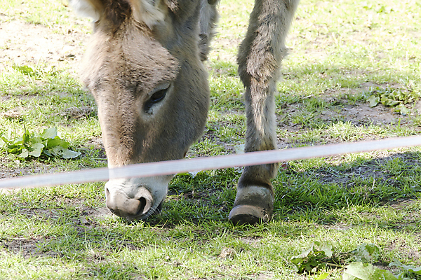 포토 JPG 해외이미지 동물 유럽 야생동물 음식 밭 농업 포유류 자연 털 잔디 사람없음 초록색 반려동물 농장 갈색 가축 코트 성장 시골 거친 큼 먹이 방목 먹기 묘사 솜털 당나귀 나쁜 생존 해외포토 식물 나라 산업 컬러 모션 외투 말_동물 축산업 크기 생태계 파일형식 이미지허브