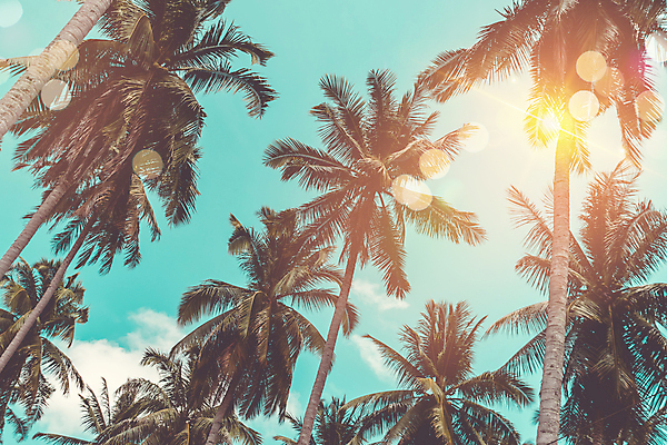 포토 JPG 해외이미지 주간 하늘 사람없음 야외 여름 야자수 햇빛 여름풍경 빛망울 해외포토 자연요소 나무 계절 풍경 빛 태양 파일형식 여름_계절 이미지허브