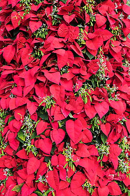 포토 JPG 해외이미지 식물 계절 꽃 별 백그라운드 잎 크리스마스 꽃무늬 자연 휴가 사람없음 장식 빨간색 초록색 컬러풀 축하 포인세티아 해외포토 자연요소 기념일 컬러 컨셉 무늬 생태계 파일형식 이미지허브