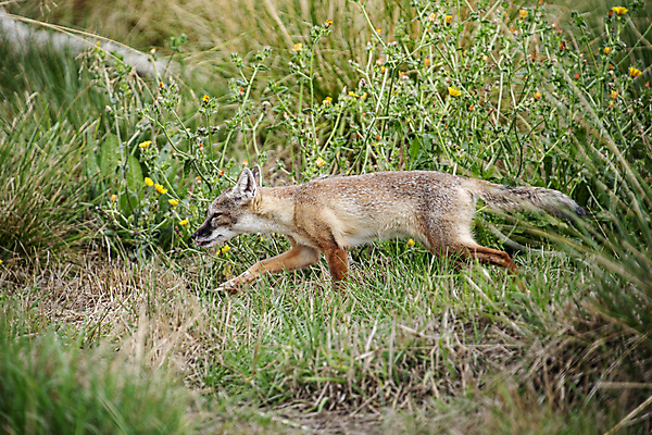 포토 JPG 해외이미지 동물 응시 아시아 야생동물 2 포유류 자연 털 동물원 사람없음 여름 환경 코트 흰색 황무지 보호 피부 호기심 코 여우 육식동물 사냥꾼 경보 해외포토 직업 시선 계절 감정 나라 컬러 컨셉 신체부위 외투 생태계 파일형식 이미지허브