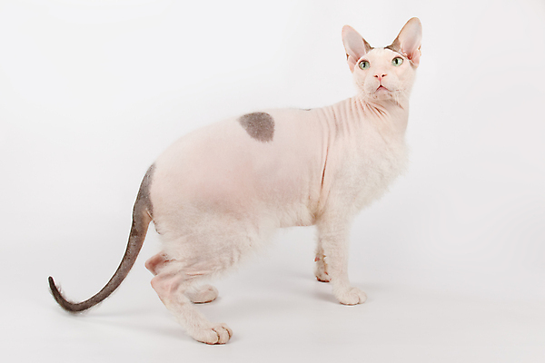 포토 JPG 해외이미지 한마리 실내 서기 사람없음 반려동물 귀여움 고양이 흰배경 스핑크스고양이 반려묘 해외포토 동물 1 백그라운드 컨셉 포유류 모션 내부 흰색 파일형식 이미지허브