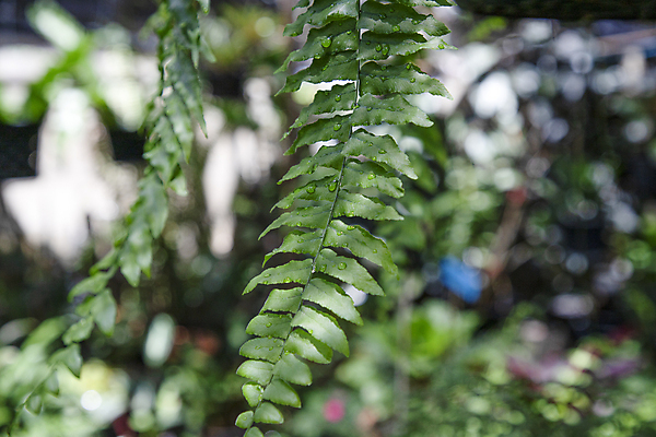 포토 JPG 해외이미지 식물 백그라운드 컨셉 잎 패턴 자연 따뜻함 사람없음 야외 초록색 물 여름 뷰티 환경 정원 봄 촉촉함 성장 물방울 신선 분위기 숲 시원함 열대우림 유기농 질감 내추럴 양치류 해외포토 자연요소 웰빙 계절 컬러 무늬 젖음 생태계 파일형식 이미지허브